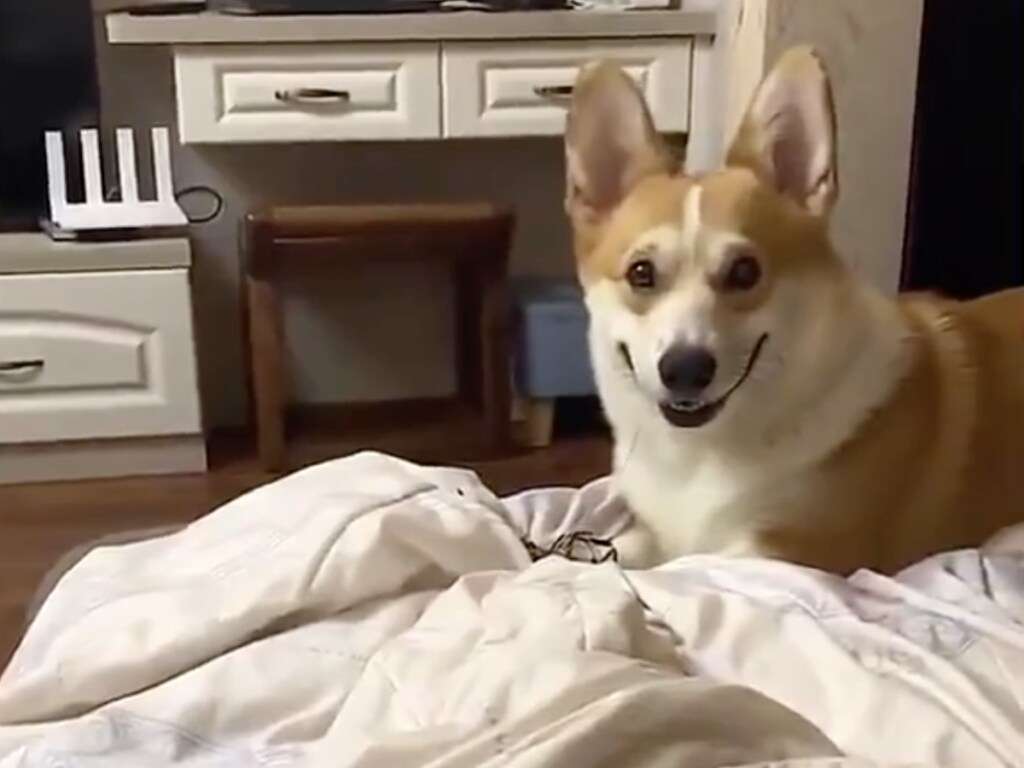 Корги очаровал реакцией на любимое лакомство Корги очаровал реакцией на любимое лакомство