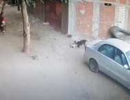 Кот спас ребенка от нападения собаки