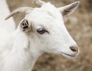 В Запорожье на заднем сидении авто катали козу