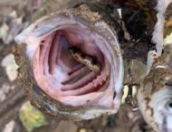 Рыбак выловил рыбу со змеей во рту