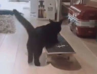 Кот мастерски прокатился на скейтборде