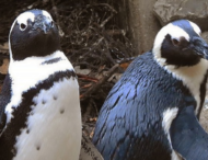 Пара пингвинов-геев похитила яйцо у пары пингвинов-лесбиянок