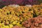 На Дніпропетровщині масово квітують хризантеми (Фото)