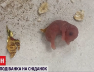 В овсянке найдены два новорожденных мышонка