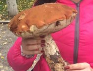 На Днепропетровщине найден гигантский гриб