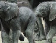 Рекордный бэби-бум: в парке в Кении родилось более двухсот слонов