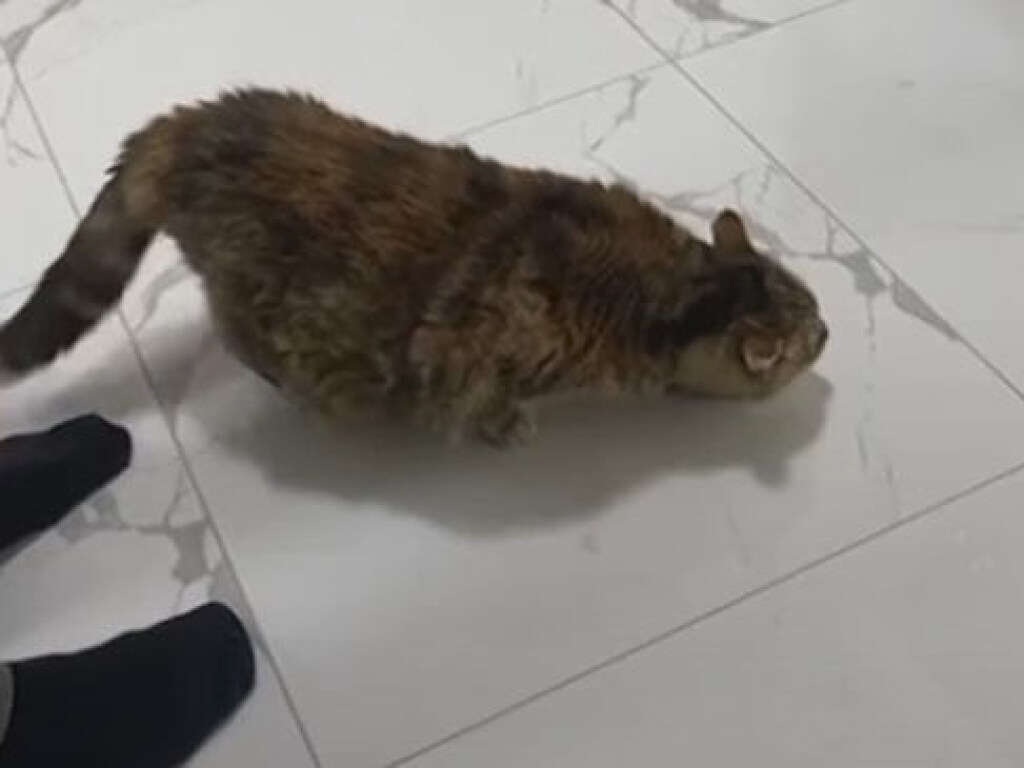 Кошка не на шутку испугалась наклейки Кошка не на шутку испугалась наклейки