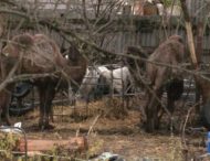 На огородах под Харьковом пасутся верблюды