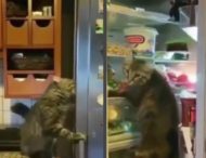Наглый кот ограбил холодильник