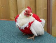 Рождественские свитера для кур поступили в продажу
