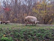 Семья свиней с уткой бегали по улицам Харькова