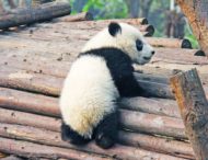 Настойчивая панда, любящая обнимашки, стала звездой Сети