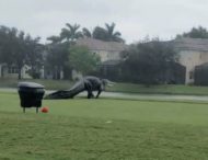 По полю для гольфа прогулялся огромный аллигатор