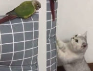 Попытка кота-актера поймать попугая не удалась