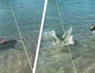 Бесстрашный пес атаковал акулу