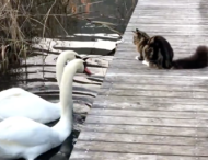 Бесстрашный котенок дал отпор паре лебедей