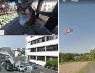 На уличные фото Google нередко попадают забавные животные