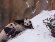 Как китайские панды реагируют на снег