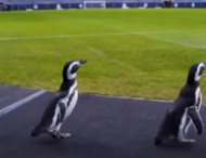По футбольному стадиону прогулялись пингвины