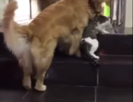 Заботливый пес оберегает своего друга кота