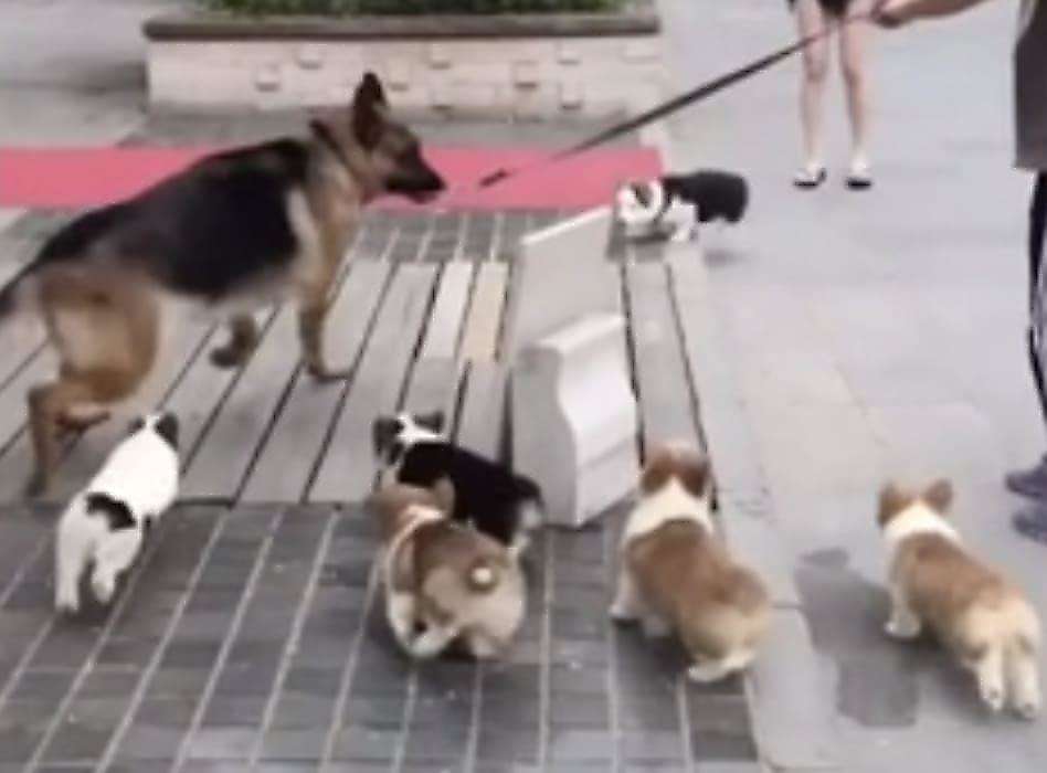 Щенки корги атаковали овчарку Щенки корги атаковали овчарку