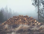 На Дніпропетровщині незаконно вирубують ліс (фото)
