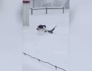 Пес научился быстро перемещаться в снегу с помощью ушей