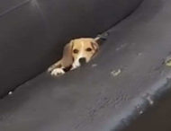 Пёс прогрыз диван и прячется в нем