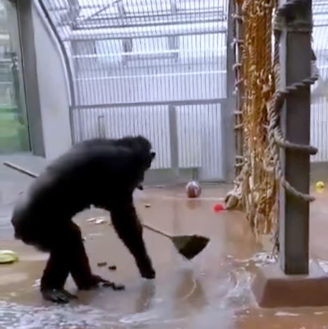 Обезьяна устроила в вольере генеральную уборку Обезьяна устроила в вольере генеральную уборку