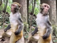 Обнаружена обезьяна способная медитировать