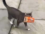 Кот-воришка принес домой пакет с кормом