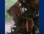 Семья обнаружила на новогодней елке коалу