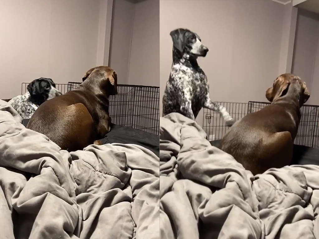 Собака настойчиво требовала внимания Собака настойчиво требовала внимания