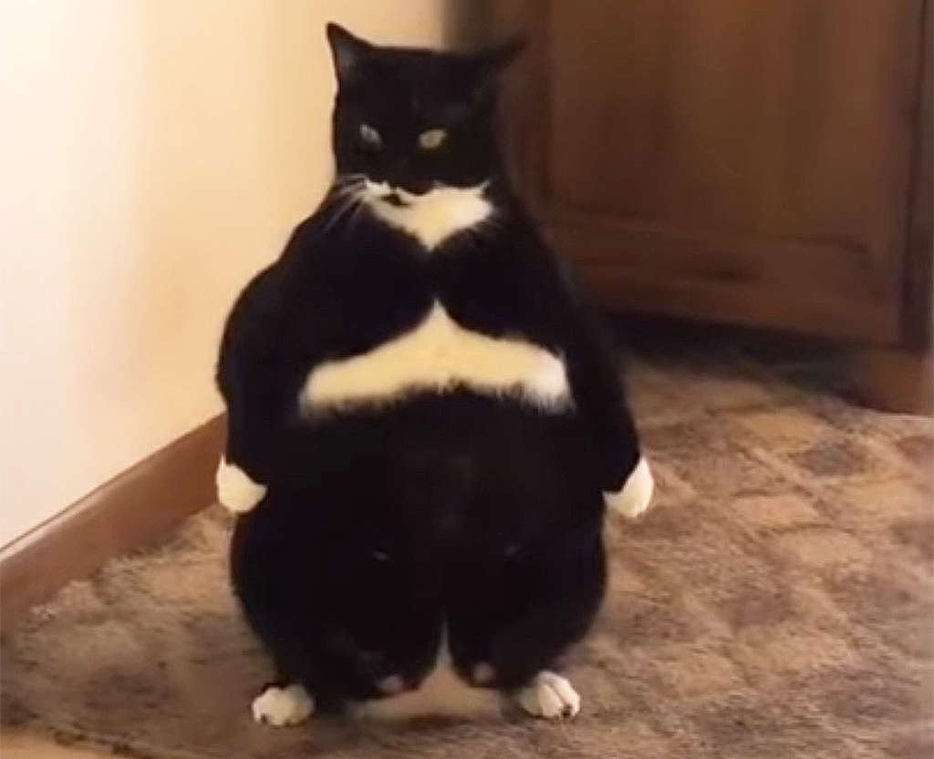 Кот-начальник встает на задние лапы Кот-начальник встает на задние лапы