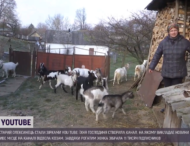 Селянка стала звездой Сети благодаря своим 13 козам