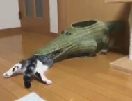 Кот застрял в пасти крокодила