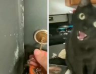 Кот устроил хозяину истерику у двери