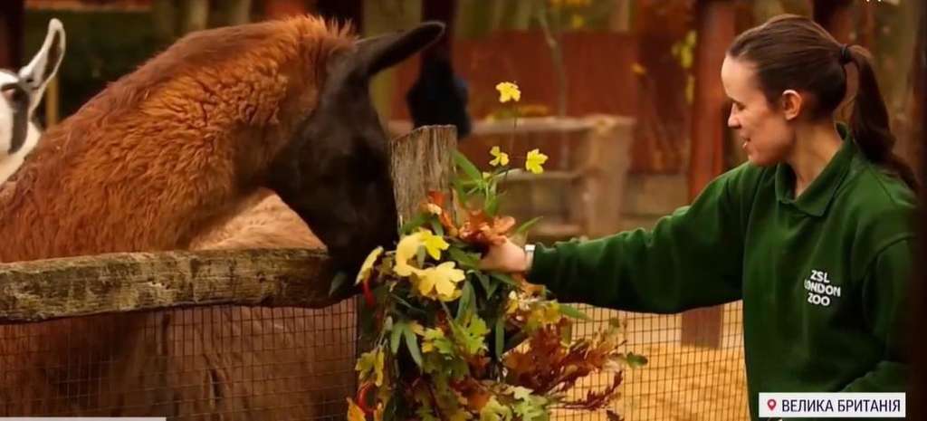 В Лондоне рождественские венки ручной работы съели ламы В Лондоне рождественские венки ручной работы съели ламы