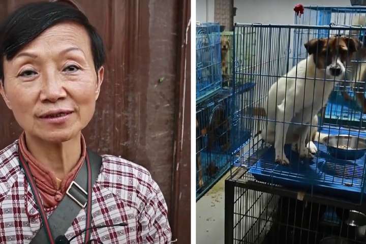 Женщина приютила в квартире 1300 собак Женщина приютила в квартире 1300 собак