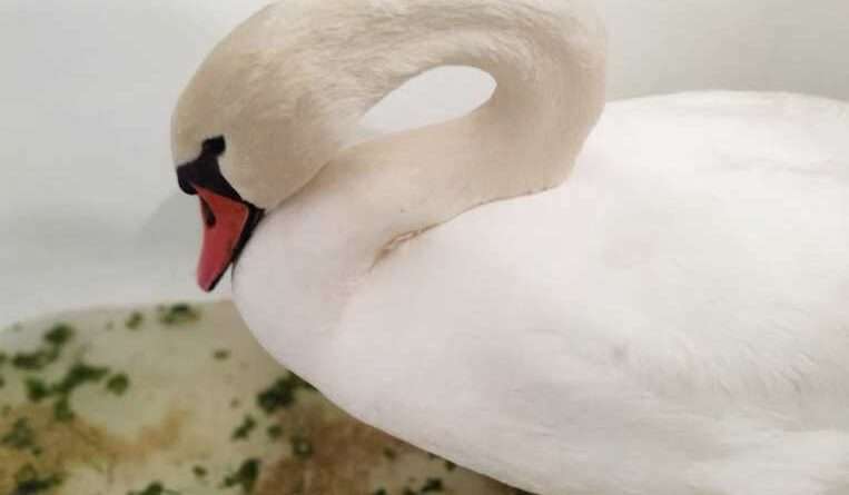 На Днепропетровщине погибла стая лебедей: выжил один (фото) На Днепропетровщине погибла стая лебедей: выжил один (фото)