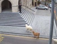 Стадо овец пыталось попасть в здание городского муниципалитета