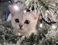 Котенок затаился на рождественской елке