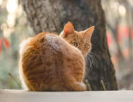 Бедный тюлень пытался привлечь внимание безразличной кошки