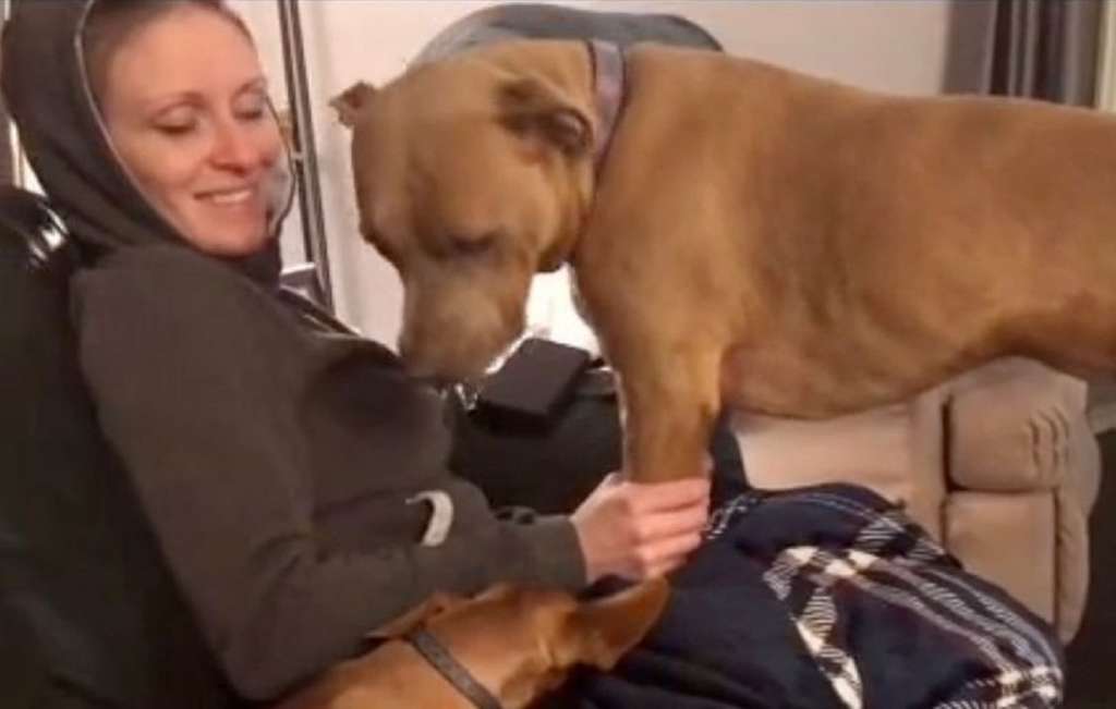 Собака невероятно мило отреагировала на беременность хозяйки Собака невероятно мило отреагировала на беременность хозяйки