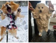 Собаки тоже умеют радоваться снегу