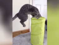 Кот совершил невероятный прыжок