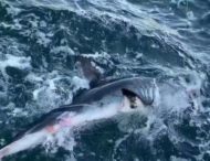 Огромная акула разорвала тунца, пока его поднимали на лодку