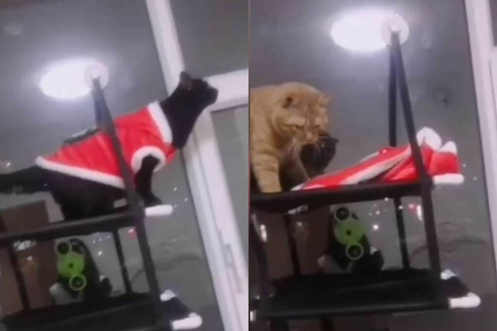 Кот резким движением снял костюм Санта-Клауса со своего собрата Кот резким движением снял костюм Санта-Клауса со своего собрата