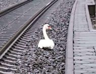 Лебедь на час остановил движение поездов