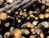 За собранные в лесу дрова мужчине грозит до 7 лет тюрьмы